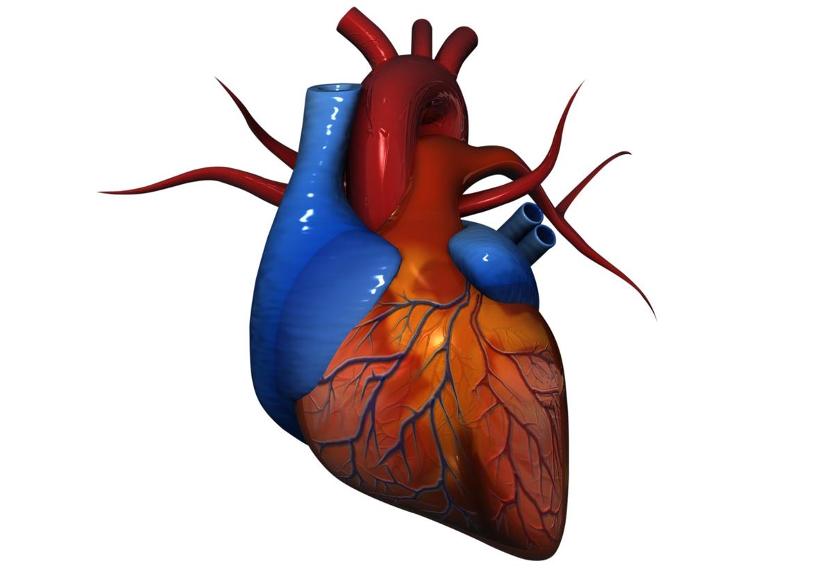 Heart Blockage Test - Health Hearty