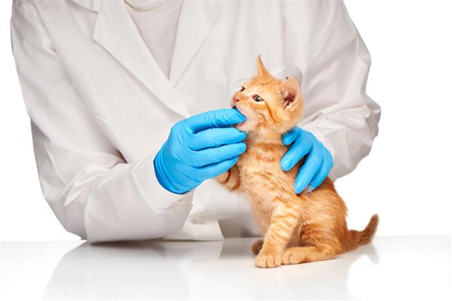 Veterinarian checks teeth to a small ginger kitten