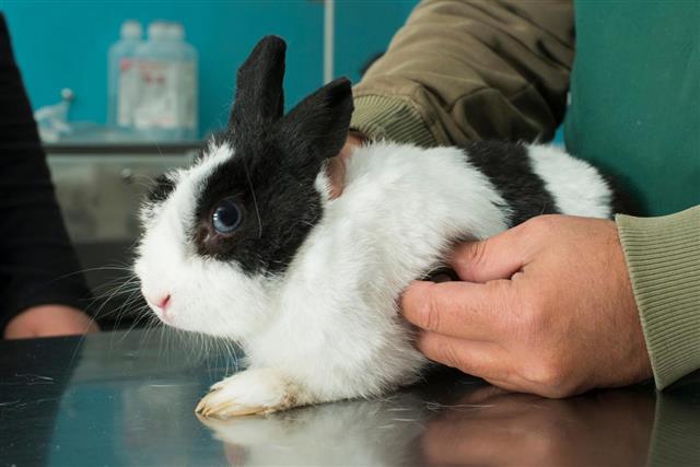 Rabbit in a veterinary office