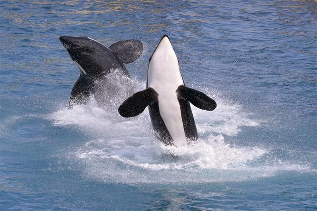 Killer whales jumping out of water