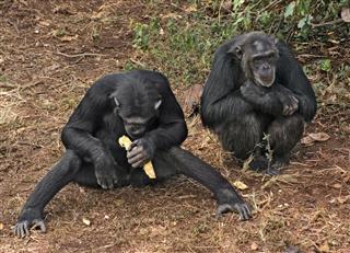 Chimpanzees On The Ground