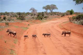 Common Warthog Family Crossing The Road