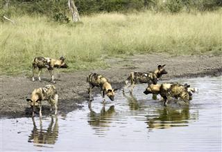Wild Dogs At The Water Hole
