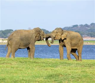 Two Elephants Playing