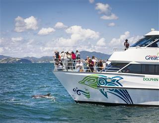 Dolphin Watching Cruise In New Zealand