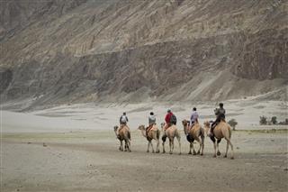 Camel Safari In Nubra Valley Ladakh