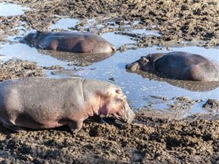 Hippos Relax At A Water Hole
