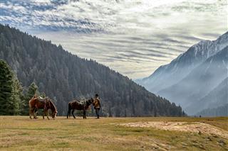 Kashmiri Man With His Horses