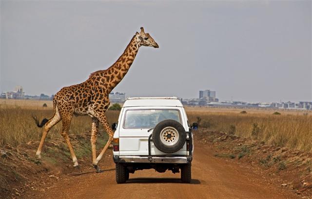 Giraffe Crosses Dusty Road