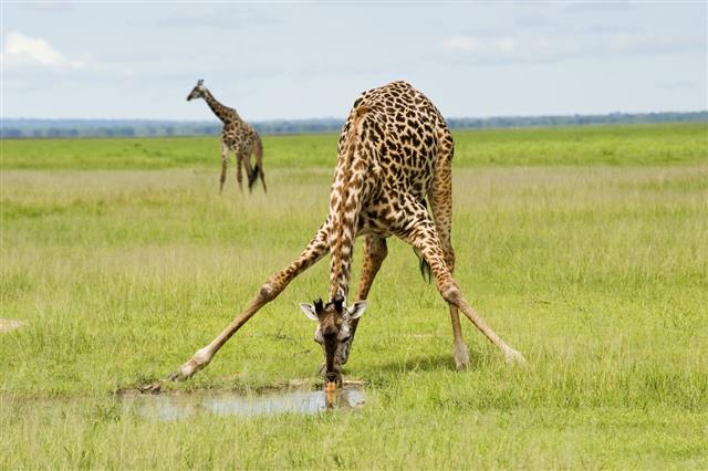 Giraffe Is Drinking Water