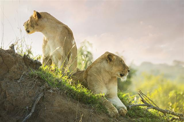 Lions In Kruger Wildlife Reserve
