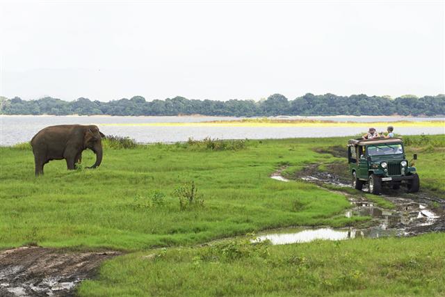Tourists In Safari Jeeps Minneriya