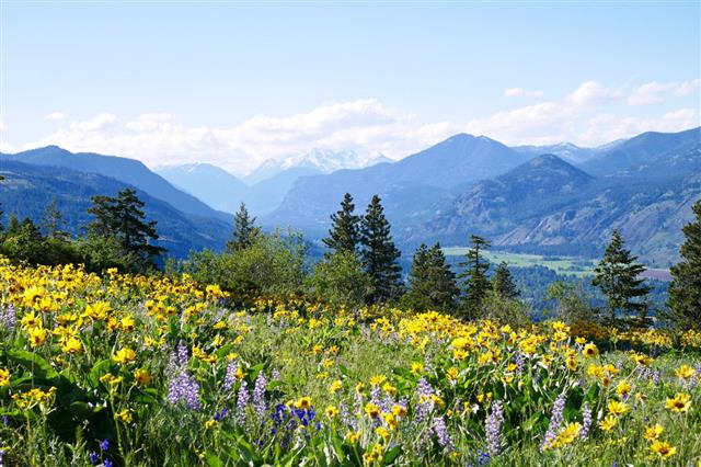 Alpine Meadows Filled With Wild Flowers