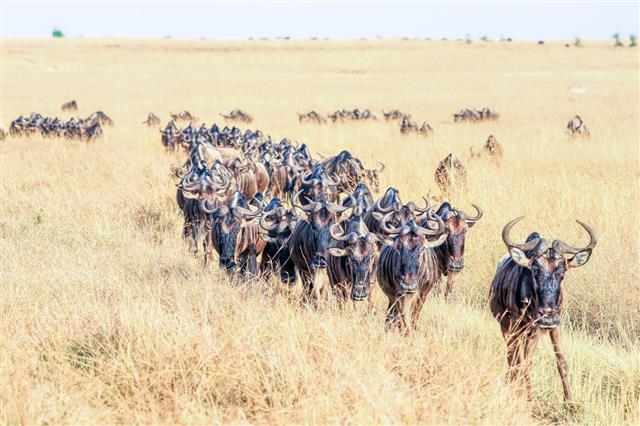 Great Wildebeest Migration In Kenya