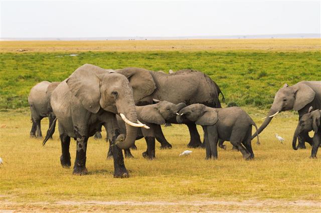 Elephants In Amboseli Kenya