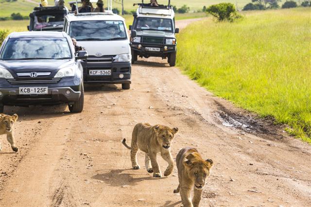 Tourists Watching Lion Cub At Wild