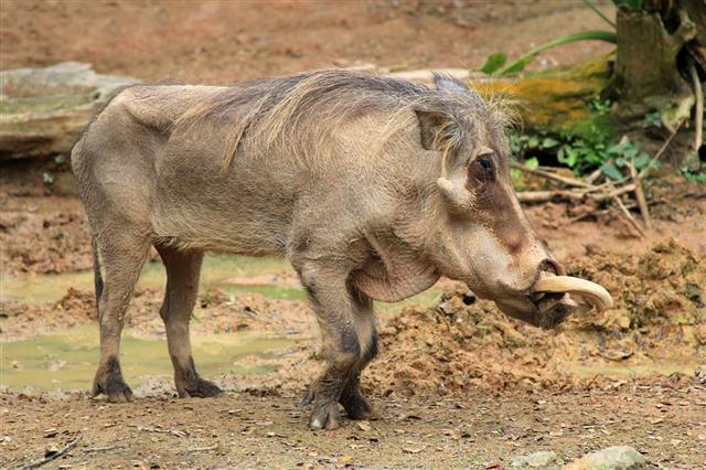 Adult Warthog Digging In Mud
