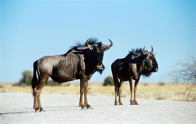 Two Wildebeest