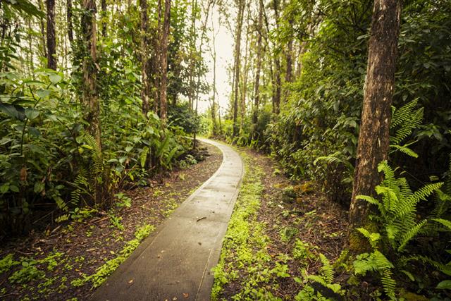 Tropical Rainforest Path
