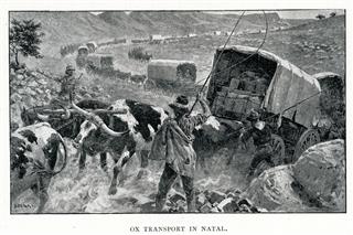 Anglo Boer War Transport In Natal