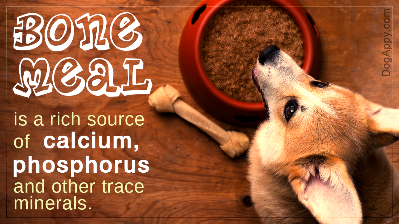 Is Bone Meal Good for Dogs?