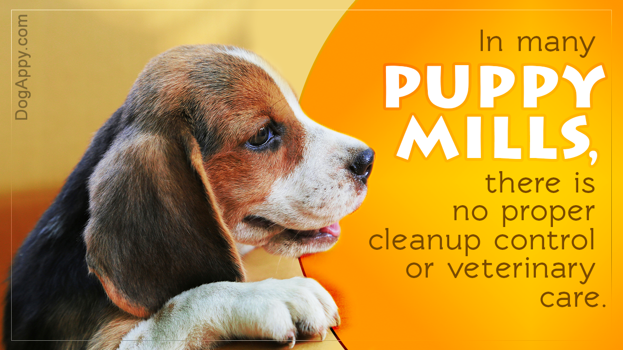 Facts about Puppy Mills
