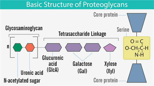 Basic Structure of Proteoglycans