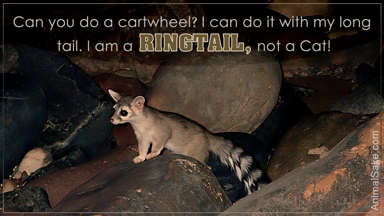 Interesting Facts about Ring-tailed Cats