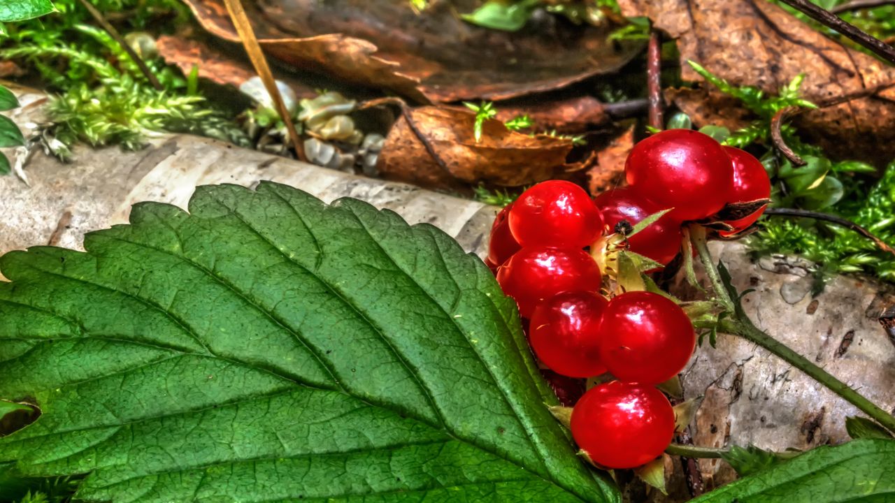 Hawthorn Berries Side Effects