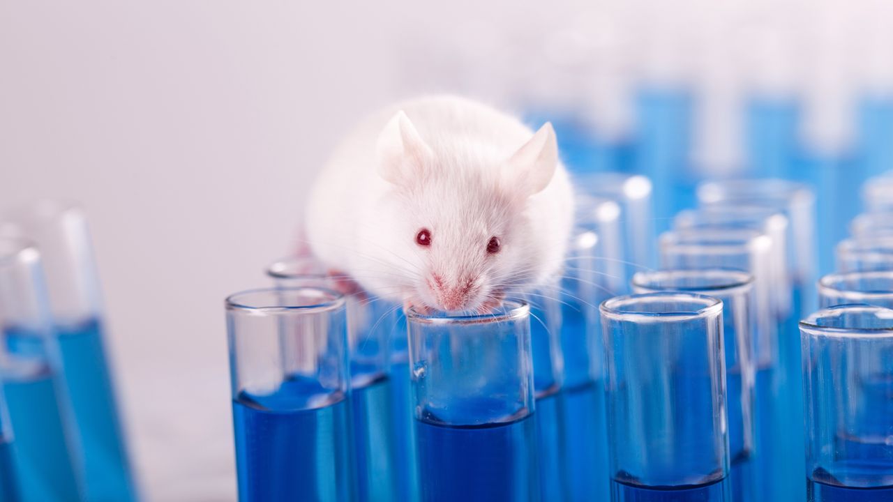 cosmetic testing on animals pros and cons
