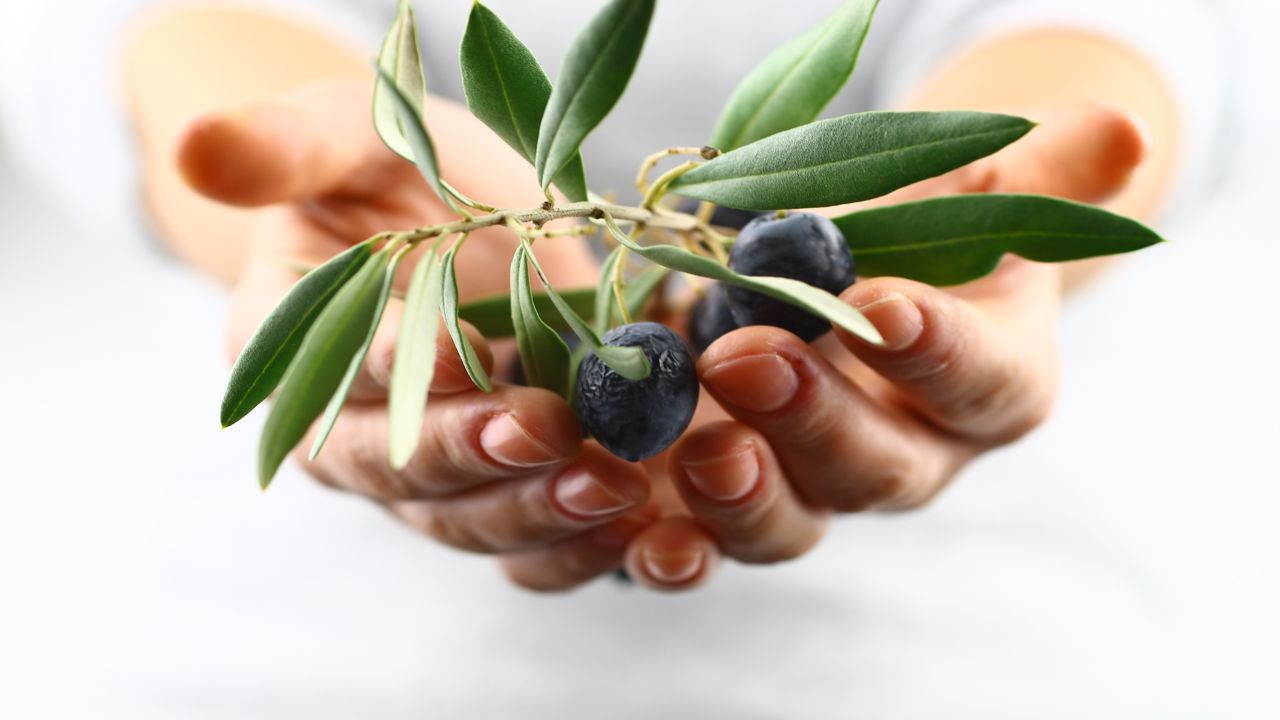 Olive Leaf Extract Side Effects