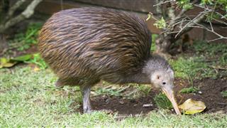 Kiwi National Bird of New zealand