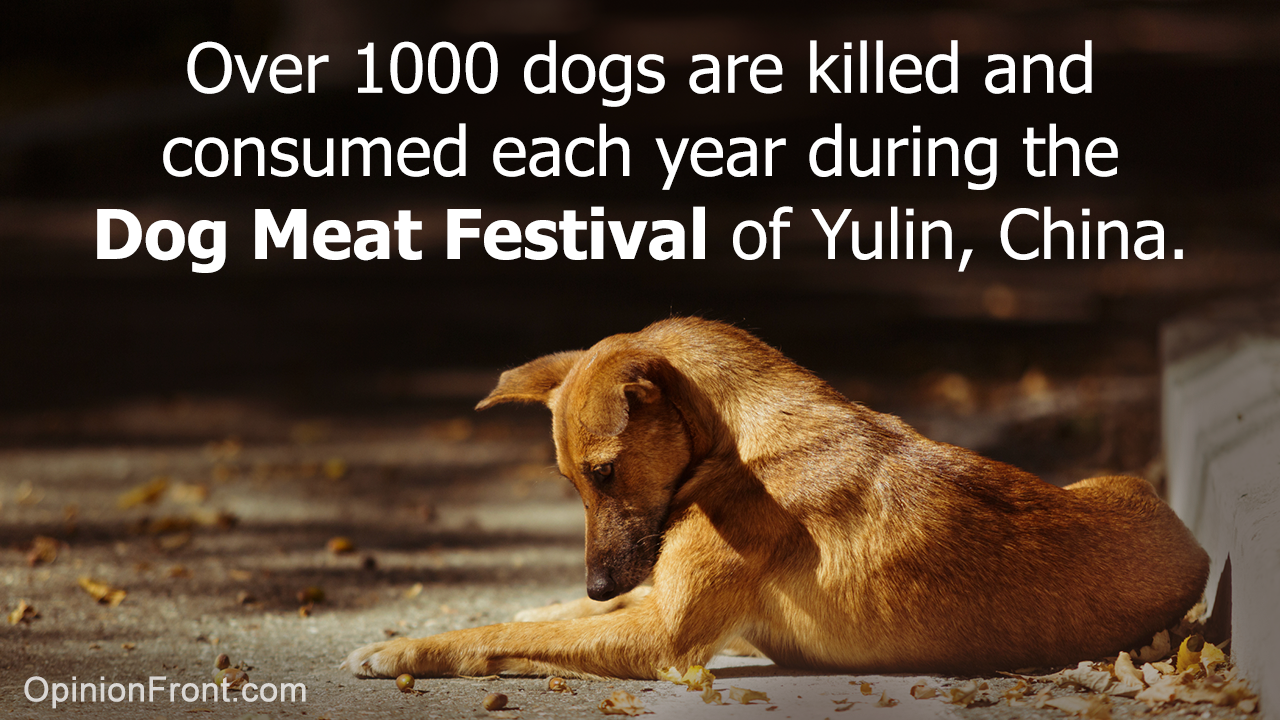The Gruesome Dog Meat Festival of Yulin